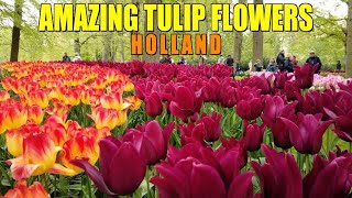 AMAZING TULIP FLOWERS IN 4K | KEUKENHOF, HOLLAND  | RELAXING MUSIC