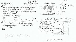 Opioids 4 - Respiratory and Cardiovascular Effects