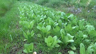 【自然農】2024年4月15日 ゴボウの芽が出ない・絹さや最盛期！【natural farming】