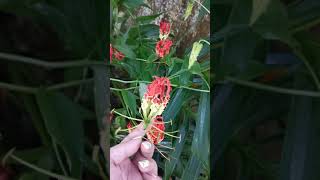 Liliales. Colchicaceae. Gloriosa sp. Borneo