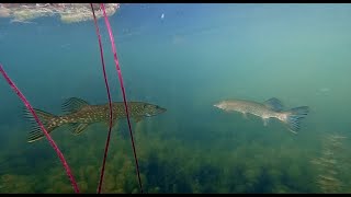 Meeting with beautiful pikes during snorkeling