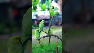 বিউটিফুল টিয়া পাখি 🐦💖 #bird_likes #bdbird #parrot #viralvideo #birds #indianparrot