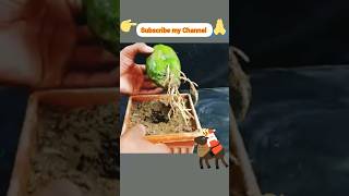 Grow Papaya tree by unique way at pot / Grow papaya Increase Your Revenue with how to grow papaya