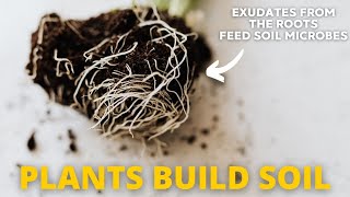 Building Great Soil Starts with Adding Plants (Don't Overthink It!)