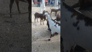 #goatmarket red and white desert sheep in goatmandi thardesert#anim #animals