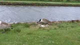 Angry Canada Geese