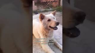 meu novo áudio me ajude a divulgar💙 #viral #dog #video