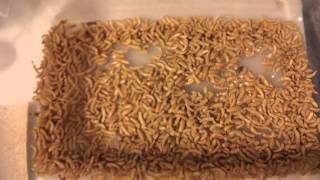 Mealworm farming (How to part 5)