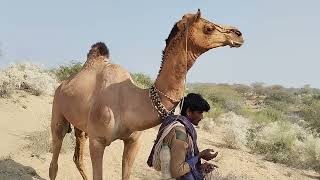 Most Expensive Camel in World || Beautiful Camel || Price Of Camel || Qurbani ka Camel Biggest Camel