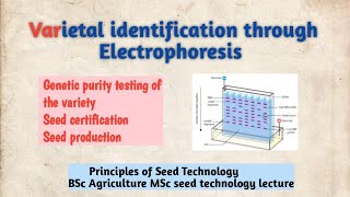 Varietal identification through electrophoresis|genetic purity testing for seed certification