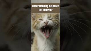 Exploring Reasons for a Neutered Cat Peeing Everywhere | FreshHomeTalk | #shorts