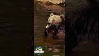 Adorable bear eating a fruit #nature #wildlife #viral #trending #viralshorts #shorts #short #animals