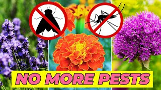 Plants That Keep Mosquitoes and Flies Away