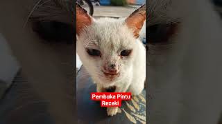 Pembuka Pintu Rezeki #cat #kucing #cats #catmotivation #funnycats #cutecat #sholawatmerdu