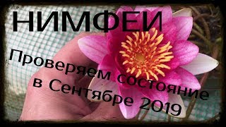 Нимфеи / проверяем состояние нимфей в Сентябре 2019.