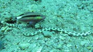 Spotted snake eel