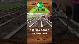 Cultivo de Hortaliças pelo Sistema Suspenso