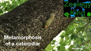 Metamorphosis of a Caterpillar