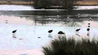 Coots and seagulls on ice, Richmond Park 12 Feb 2012