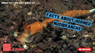 5 Facts about Horned Nudibranchs, Unique facts you don't know yet…