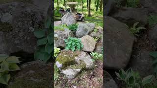 Miniature Hosta for Shade Garden