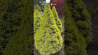 Conifer Garden Ideas 👉🏼 Picea glauca 'Daisy White' White Spruce MrMaple.com