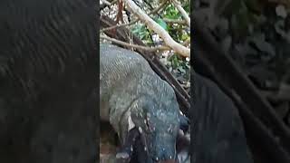 how a Komodo dragon swallows a ferret