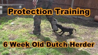 Rodney Stoute RS BOOT CAMP REAL DEAL KENNELS Rage Dutch Herder Puppy 6 weeks old training protection