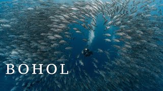 [4k] BOHOL DIVING 보홀 다이빙 #philippines #bluewaterdive #underwater