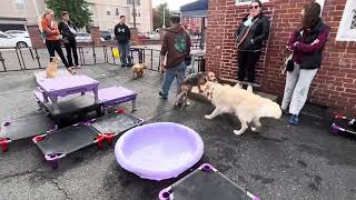 Playtime  at Puppy Preschool 10-21-23