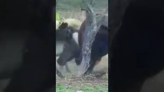 Buffalo Kills a Lion in A Blink of an Eye #animals #wildanimals #shorts #lion #buffalo