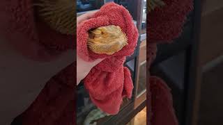 #beardeddragon burrito! #shortsvideo #youtubeshorts #education #shorts #animals #pets #reptiles