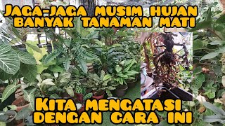 jaga-jaga musim hujan banyak tanaman mati