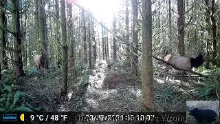 Elk Herd in Wooded Area