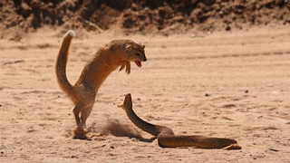 King Cobra vs Mongoose dangerous fight