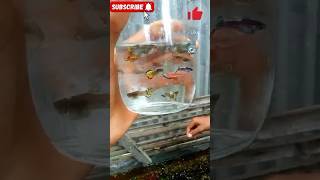 🔥 Fancy Guppy Fish 🐠 aquarium fish farming in Bangladesh 🔥maserkhamar