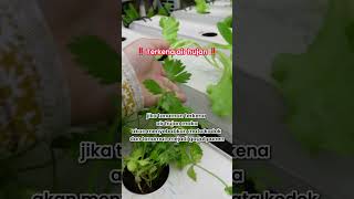 ‼️Jangan coba Berkebun kalau kamu masih ngelakuin hal hal tersebut‼️