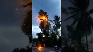 Lightning strike hits coconut tree in shivagangai శివగాంగయ్ లో పిడుగు పడి కాలిన కొబ్బరి చెట్టు