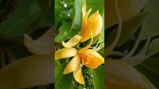 growing Champak flower plant from seeds|#shorts #champak