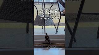 Hilarious Cockatiel Throws Tantrum🤣🤣#cockatiel #tantrum s#cute #shorts