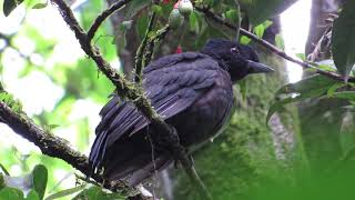 Bare necked Umbrellabird | Cephalopterus glabricollis | Pajaro Sombrilla