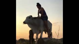 Ox Calf Riding #pony #ponyriding #donkey #donkeyriding #Buffaloriding