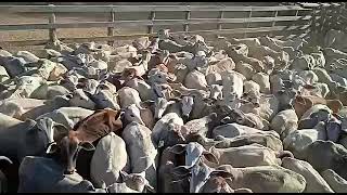 os bezerros mais lindos da agropecuária #bezerros