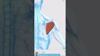 Visual Anatomy 3D - Facts about the Deltoid muscle