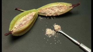 Orchid Flower Seeds