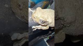 Frog Bites my phone❗️wait till the end. #shorts #frog #wildlife #confused #comedy #humor #explore