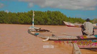 Scènes de Mangroves de Saint-Louis