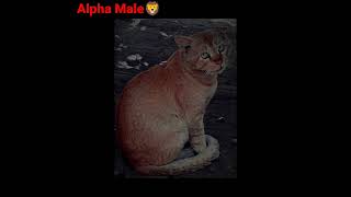 Day 2🐱Amazing Photo shoot of a Street Cat😻 Alpha Male 🐅#shorts