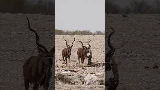 Kudus walking at Etosha National Park, Namibia.