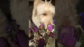 Dog takes time to sniff flowers 🐕 🌹